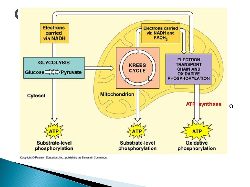 Cellular Respiration � Cellular Respiration does not oxidize glucose in a single explosive step.