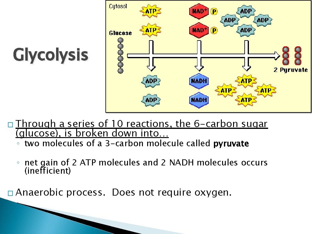Glycolysis � Through a series of 10 reactions, the 6 -carbon sugar (glucose), is