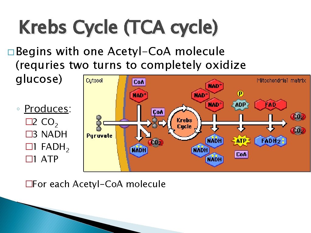 Krebs Cycle (TCA cycle) � Begins with one Acetyl-Co. A molecule (requries two turns