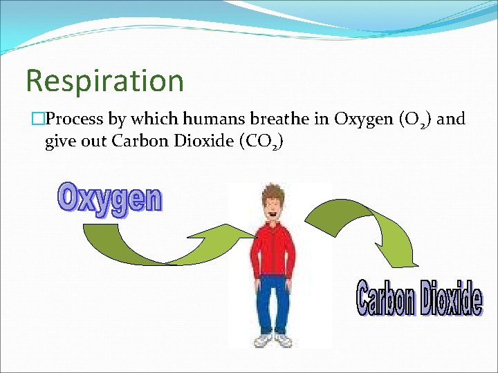 Respiration �Process by which humans breathe in Oxygen (O 2) and give out Carbon