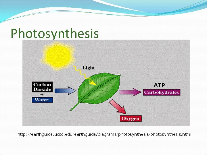 Photosynthesis ATP http: //earthguide. ucsd. edu/earthguide/diagrams/photosynthesis. html 