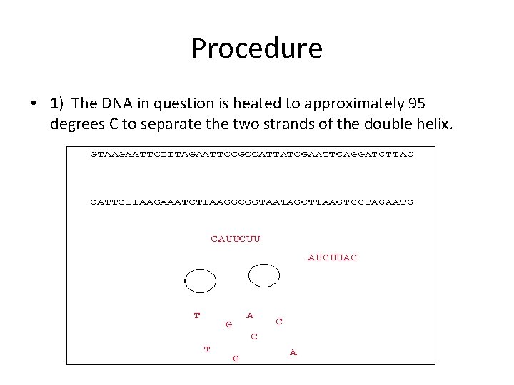 Procedure • 1) The DNA in question is heated to approximately 95 degrees C