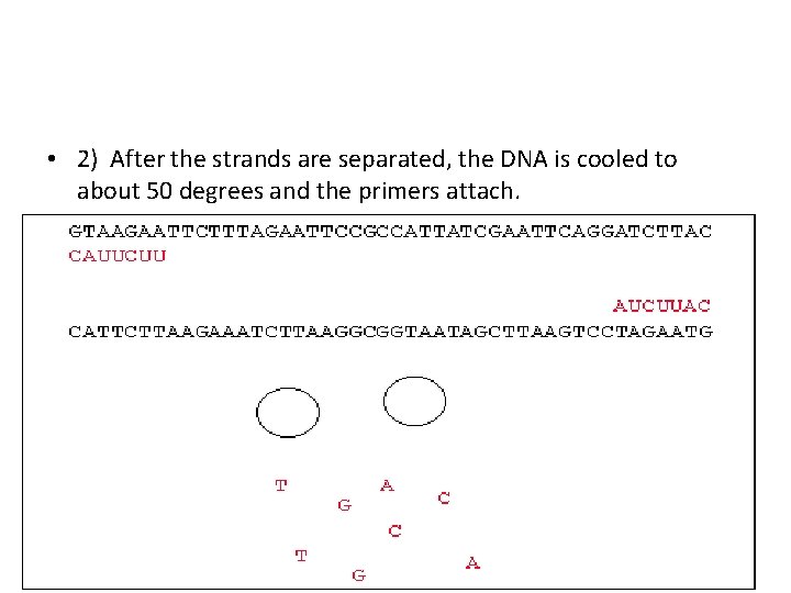  • 2) After the strands are separated, the DNA is cooled to about