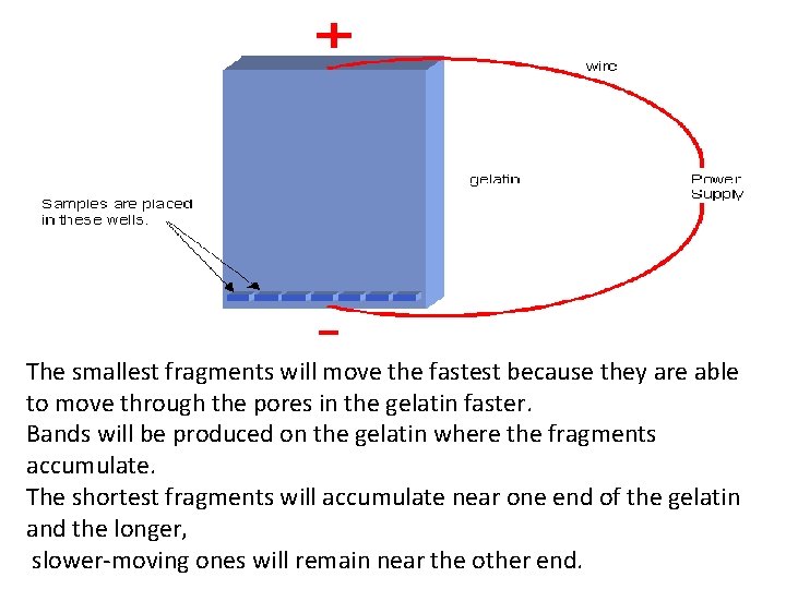 The smallest fragments will move the fastest because they are able to move through