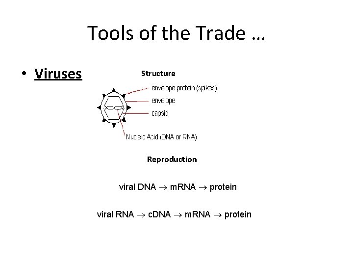 Tools of the Trade … • Viruses Structure Reproduction viral DNA ® m. RNA