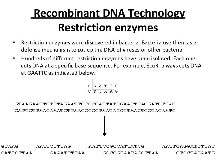 Recombinant DNA Technology Restriction enzymes • Restriction enzymes were discovered in bacteria. Bacteria use