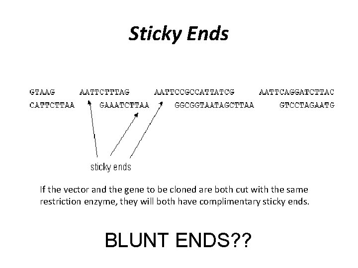 Sticky Ends If the vector and the gene to be cloned are both cut