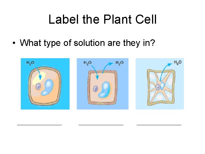 Label the Plant Cell • What type of solution are they in? 