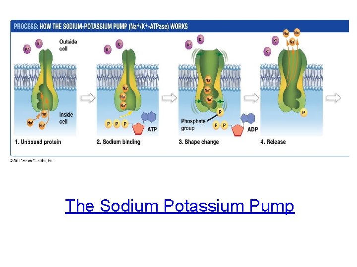 The Sodium Potassium Pump 