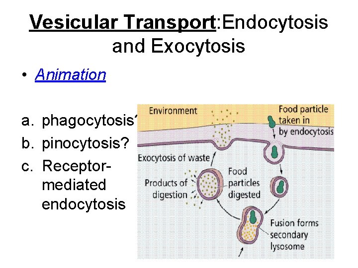 Vesicular Transport: Endocytosis and Exocytosis • Animation a. phagocytosis? b. pinocytosis? c. Receptormediated endocytosis