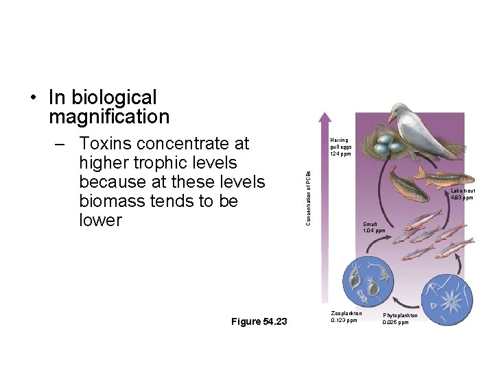  • In biological magnification Figure 54. 23 Herring gull eggs 124 ppm Concentration