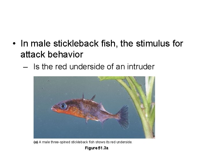  • In male stickleback fish, the stimulus for attack behavior – Is the