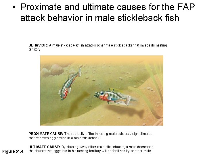  • Proximate and ultimate causes for the FAP attack behavior in male stickleback