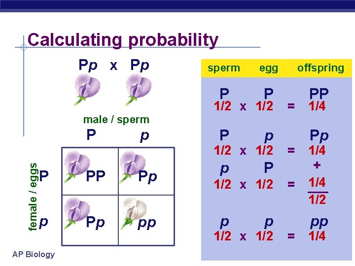 Calculating probability Pp x Pp sperm egg offspring P P PP P p p