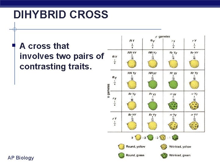 DIHYBRID CROSS § A cross that involves two pairs of contrasting traits. AP Biology