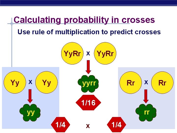 Calculating probability in crosses Use rule of multiplication to predict crosses Yy. Rr x