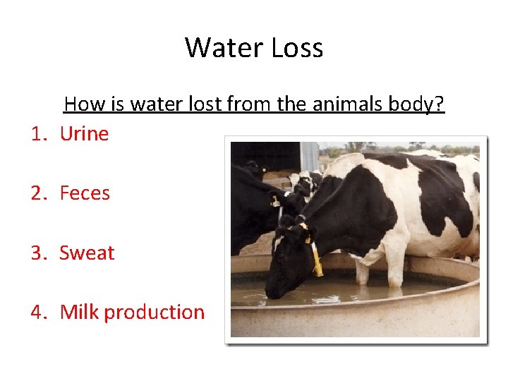 Water Loss How is water lost from the animals body? 1. Urine 2. Feces