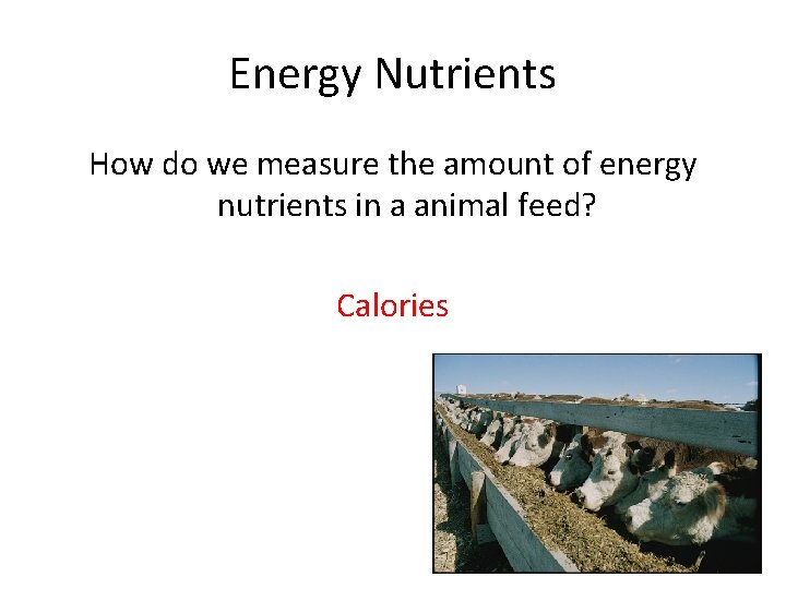 Energy Nutrients How do we measure the amount of energy nutrients in a animal