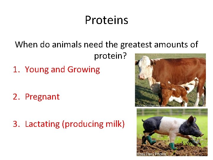 Proteins When do animals need the greatest amounts of protein? 1. Young and Growing