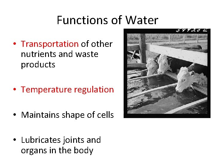 Functions of Water • Transportation of other nutrients and waste products • Temperature regulation