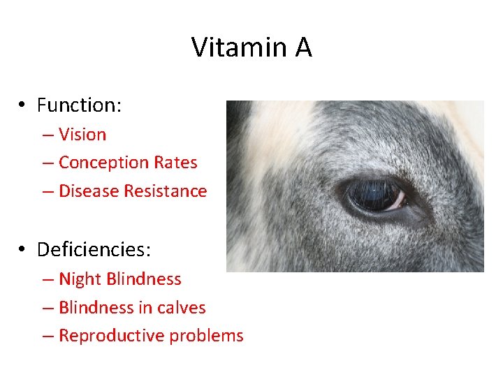 Vitamin A • Function: – Vision – Conception Rates – Disease Resistance • Deficiencies:
