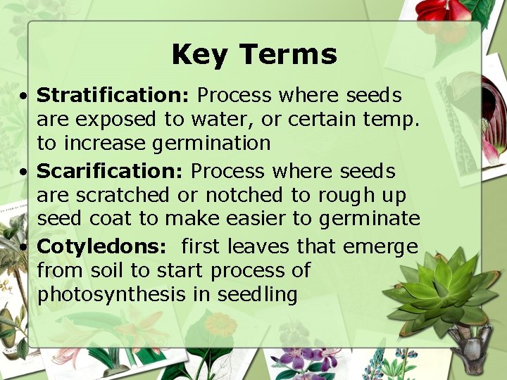Key Terms • Stratification: Process where seeds are exposed to water, or certain temp.