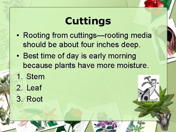 Cuttings • Rooting from cuttings—rooting media should be about four inches deep. • Best