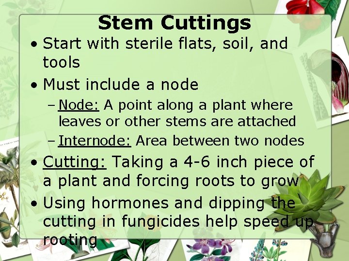 Stem Cuttings • Start with sterile flats, soil, and tools • Must include a