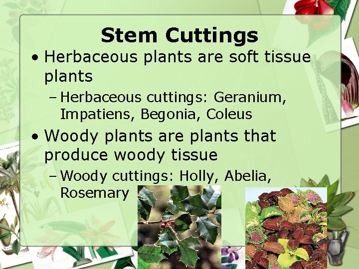 Stem Cuttings • Herbaceous plants are soft tissue plants – Herbaceous cuttings: Geranium, Impatiens,