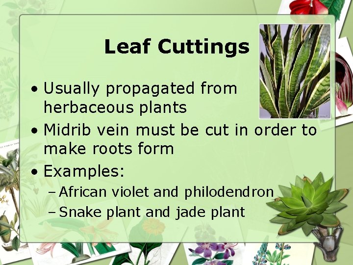 Leaf Cuttings • Usually propagated from herbaceous plants • Midrib vein must be cut