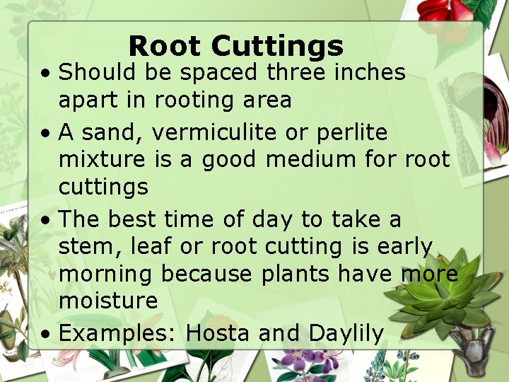 Root Cuttings • Should be spaced three inches apart in rooting area • A