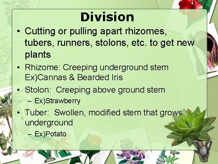 Division • Cutting or pulling apart rhizomes, tubers, runners, stolons, etc. to get new
