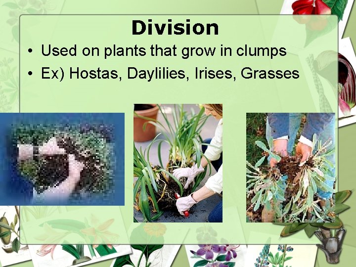 Division • Used on plants that grow in clumps • Ex) Hostas, Daylilies, Irises,