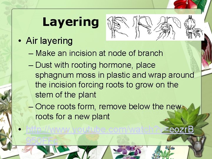 Layering • Air layering – Make an incision at node of branch – Dust