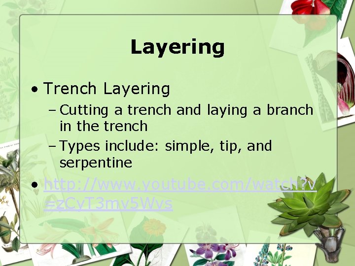 Layering • Trench Layering – Cutting a trench and laying a branch in the
