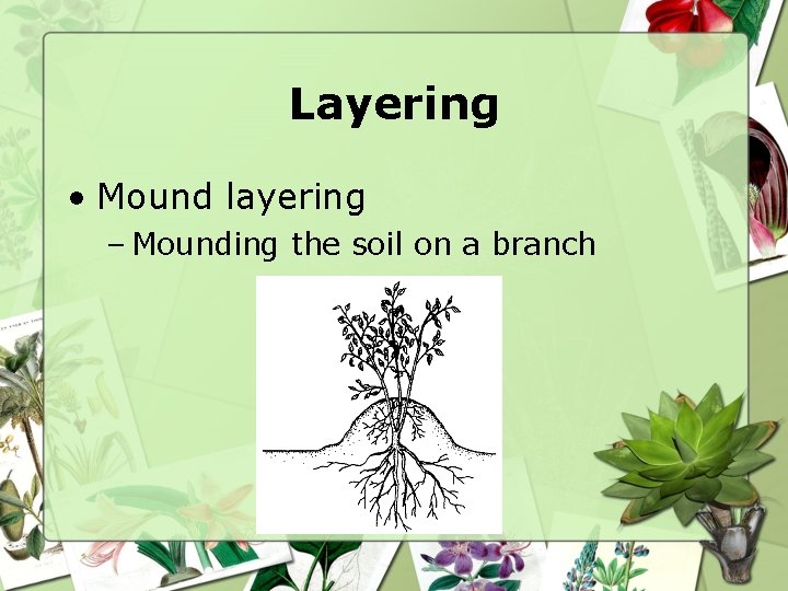 Layering • Mound layering – Mounding the soil on a branch 