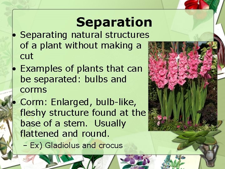 Separation • Separating natural structures of a plant without making a cut • Examples