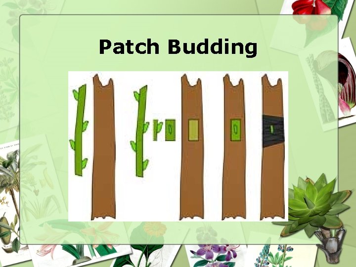 Patch Budding 