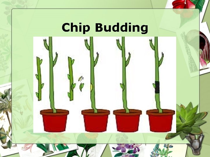 Chip Budding 