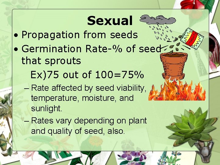 Sexual • Propagation from seeds • Germination Rate-% of seed that sprouts Ex)75 out