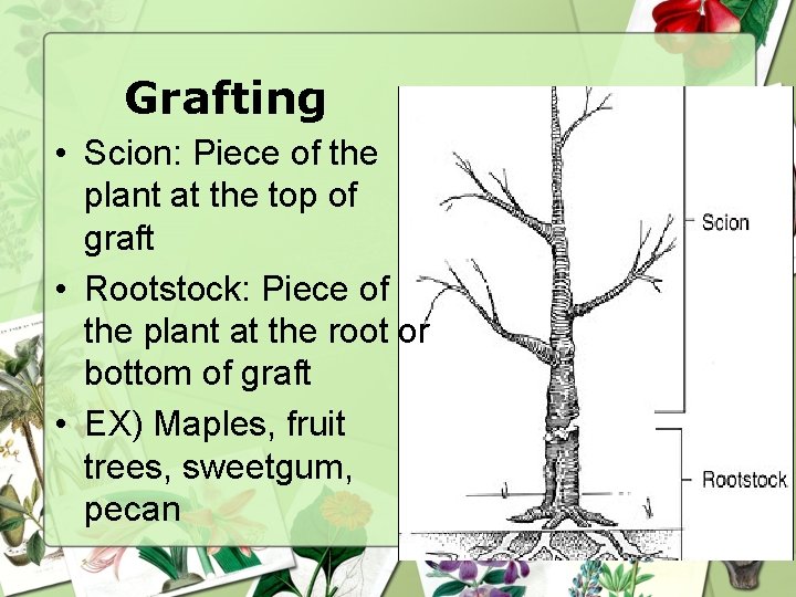 Grafting • Scion: Piece of the plant at the top of graft • Rootstock: