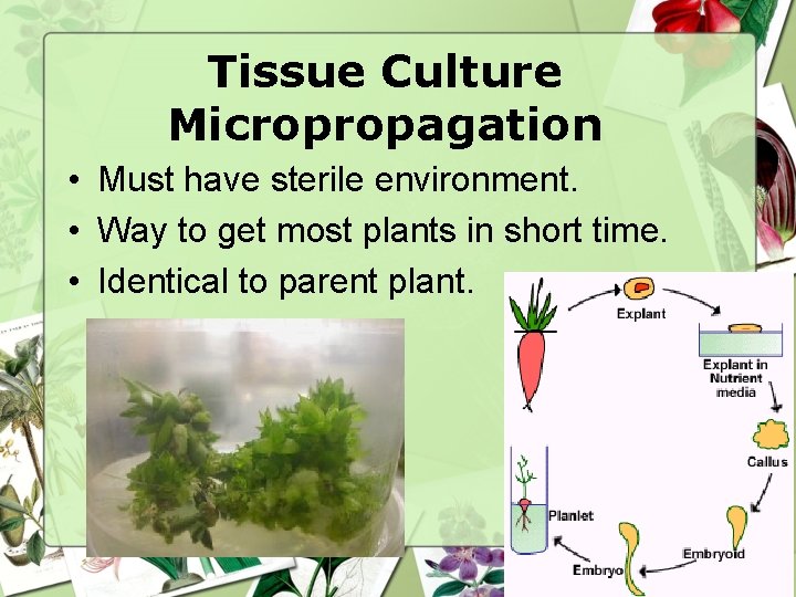 Tissue Culture Micropropagation • Must have sterile environment. • Way to get most plants