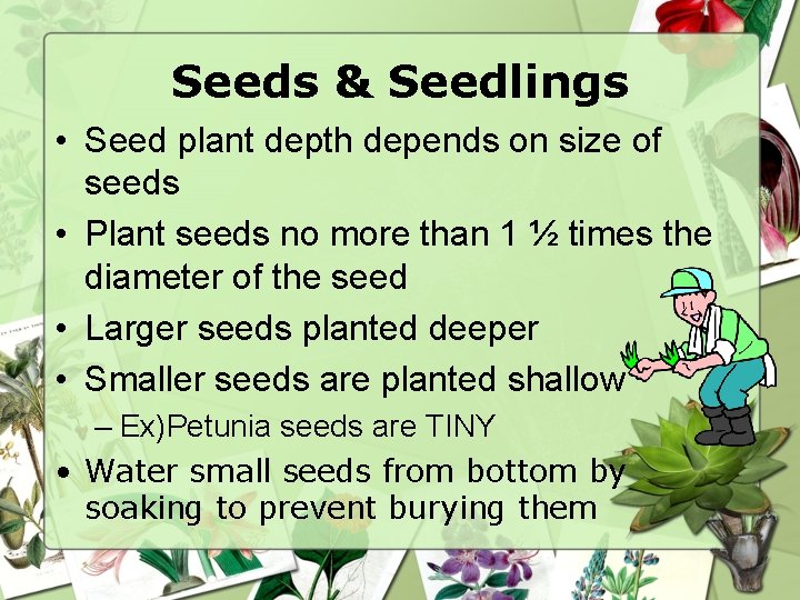Seeds & Seedlings • Seed plant depth depends on size of seeds • Plant