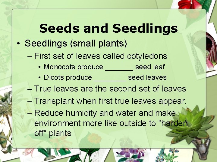 Seeds and Seedlings • Seedlings (small plants) – First set of leaves called cotyledons