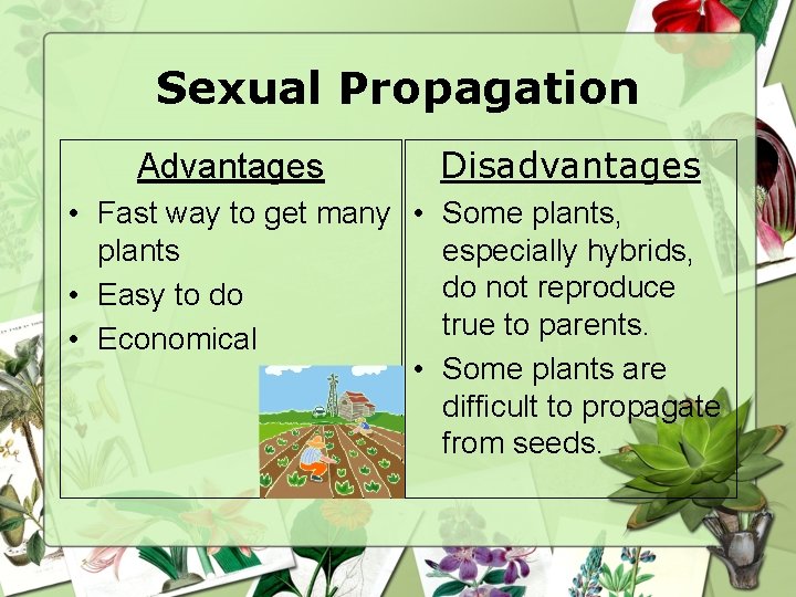 Sexual Propagation Advantages Disadvantages • Fast way to get many • Some plants, plants