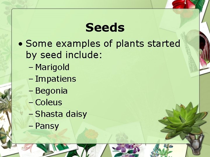 Seeds • Some examples of plants started by seed include: – Marigold – Impatiens