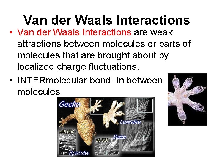 Van der Waals Interactions • Van der Waals Interactions are weak attractions between molecules