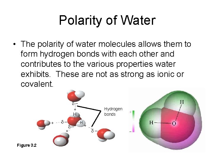Polarity of Water • The polarity of water molecules allows them to form hydrogen