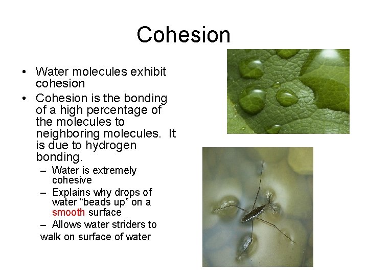 Cohesion • Water molecules exhibit cohesion • Cohesion is the bonding of a high