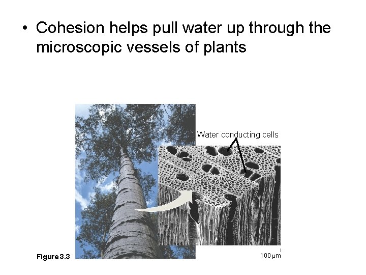  • Cohesion helps pull water up through the microscopic vessels of plants Water